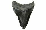 Fossil Megalodon Tooth - South Carolina #321252-1